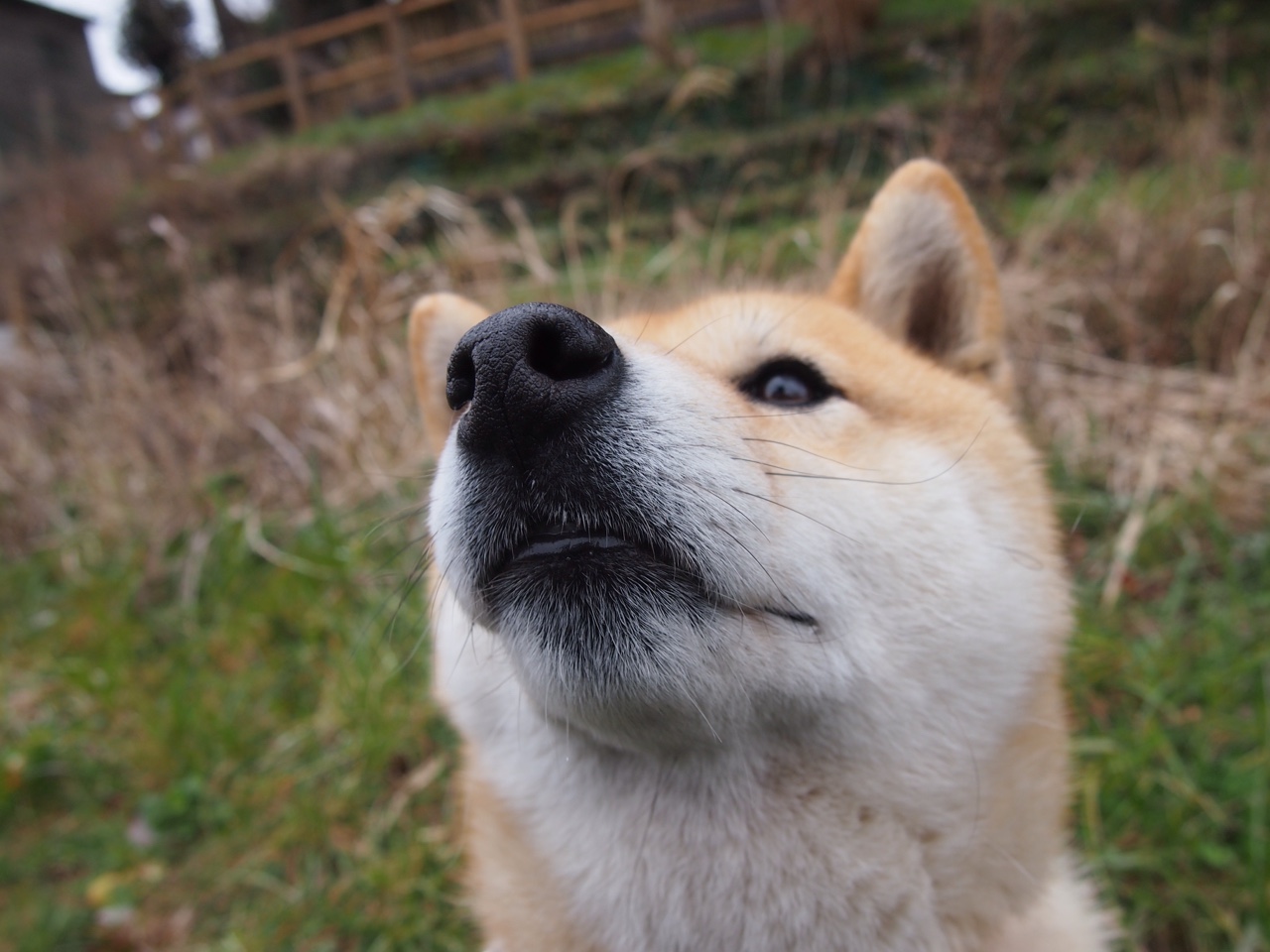 德约科维奇ATP总决赛逆转美网冠军，扛起塞尔维亚全队使命铸就传奇
