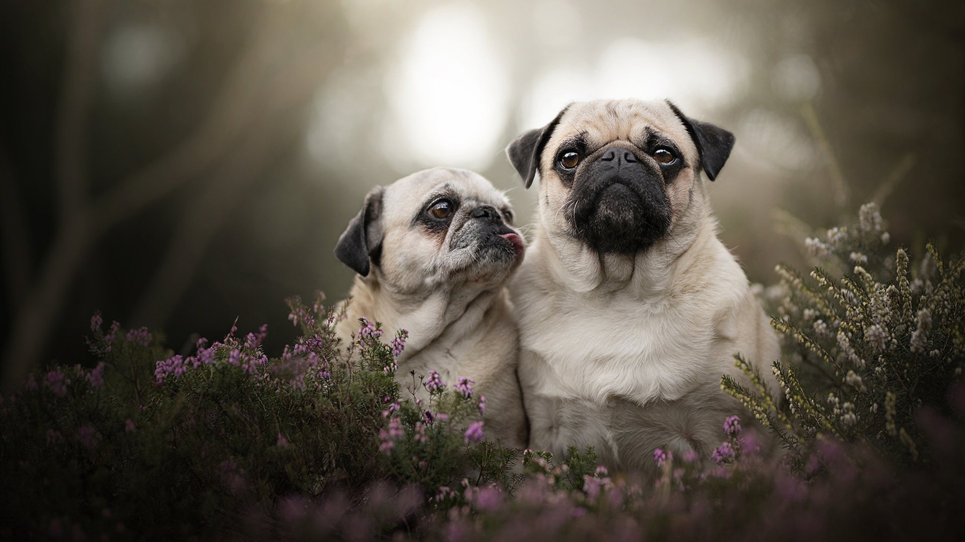 拓展（任选其一）