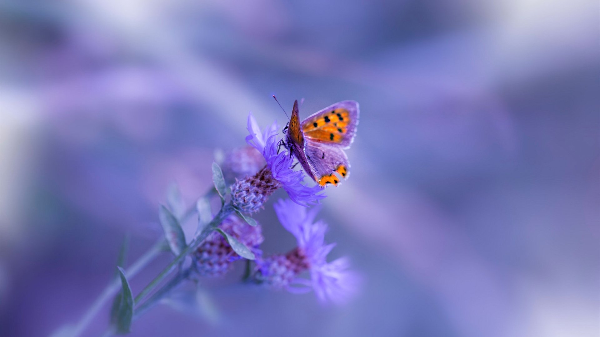 反转与专注,体育世界的两重魅力