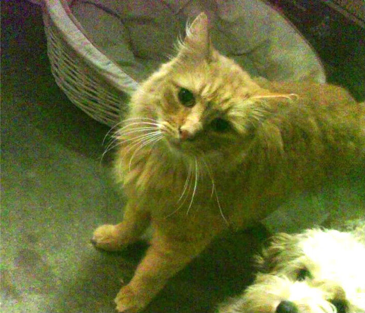 钢铁巨轮与弯刀的较量，德国队险胜波兰队，王皓的烈焰引擎点燃全场