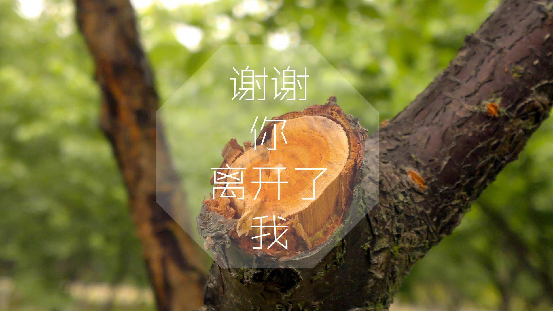 平行宇宙的哨响,当约基奇在猛龙与老鹰的错位时空中拆解防线