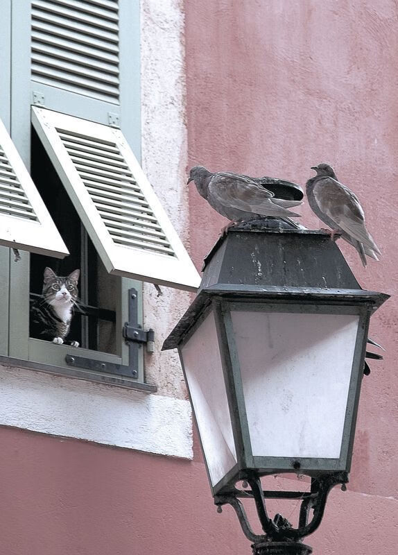 绿茵交响，弗拉霍维奇执笔定乾坤，沙漠之狐奏响压制狂想曲