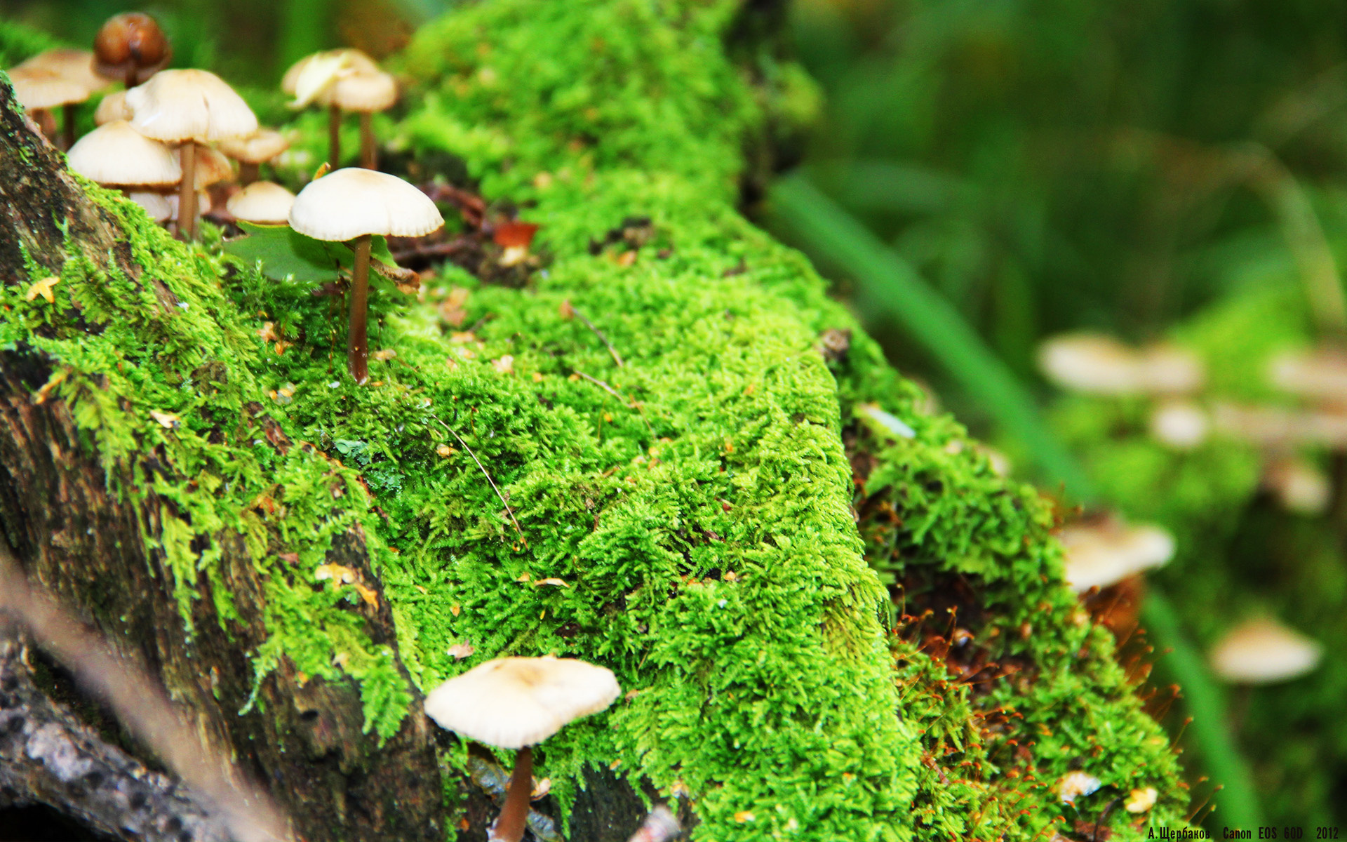 年度焦点之战，布克用40分写下答案，冠军级表演照亮争冠之路