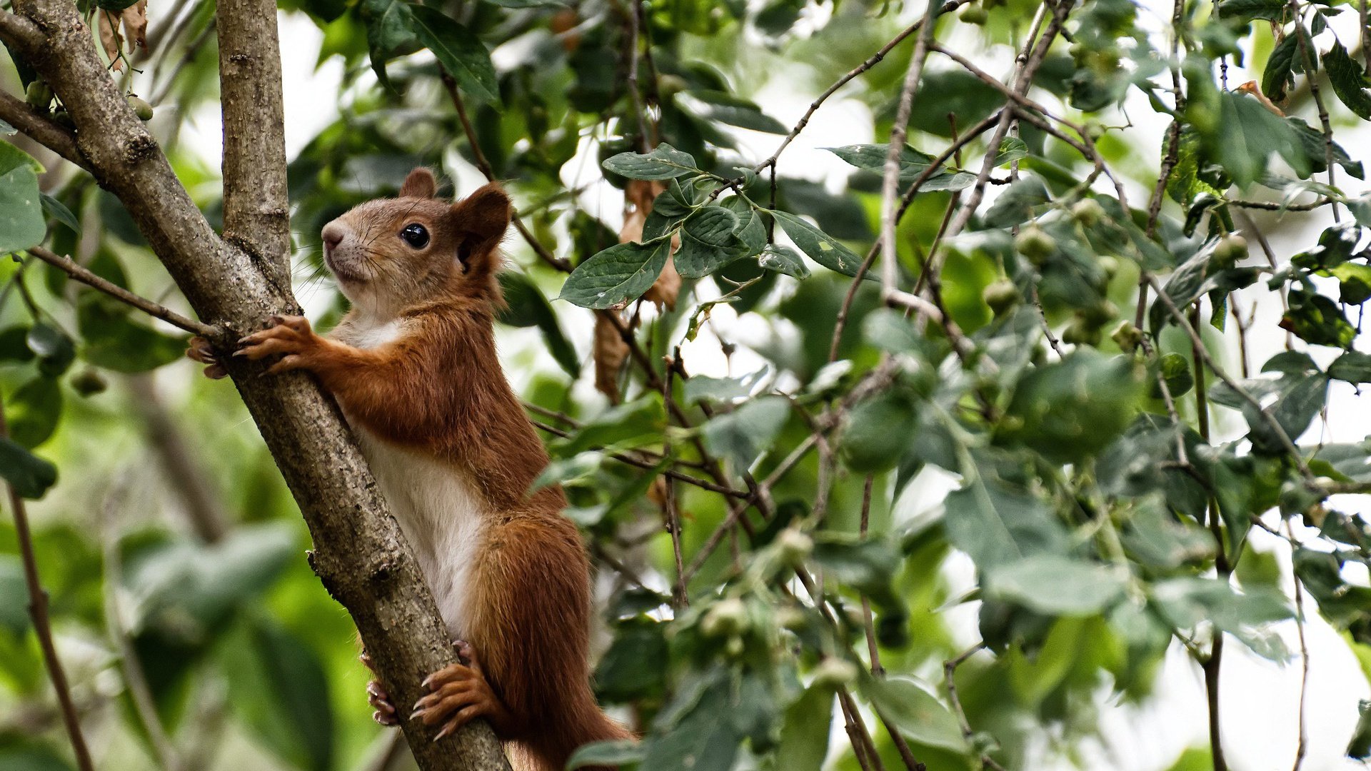 双核驱动钢铁防线,亚特兰大诠释现代足球的攻防转换艺术