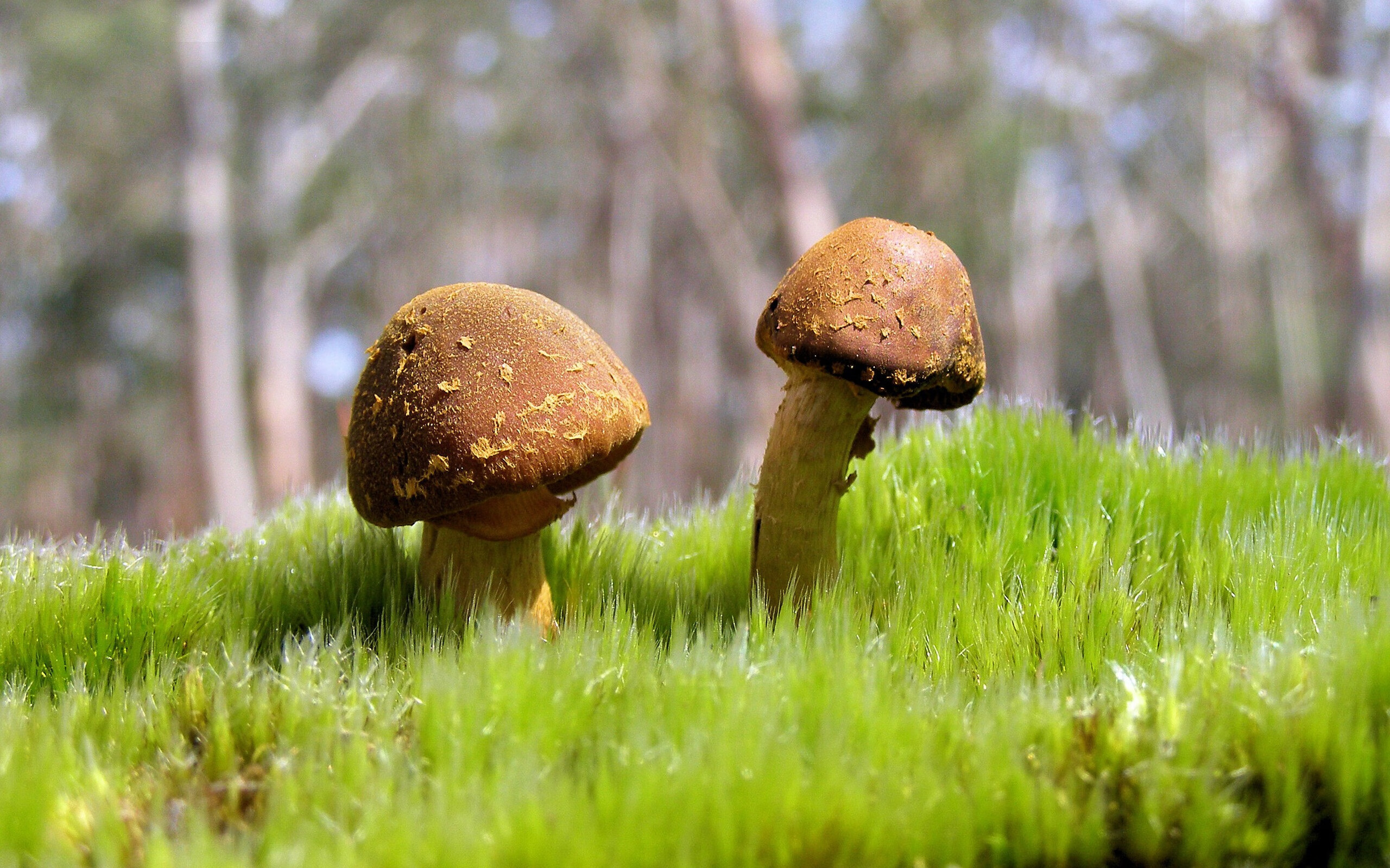 黄喜灿的光芒与佛罗伦萨的暗影