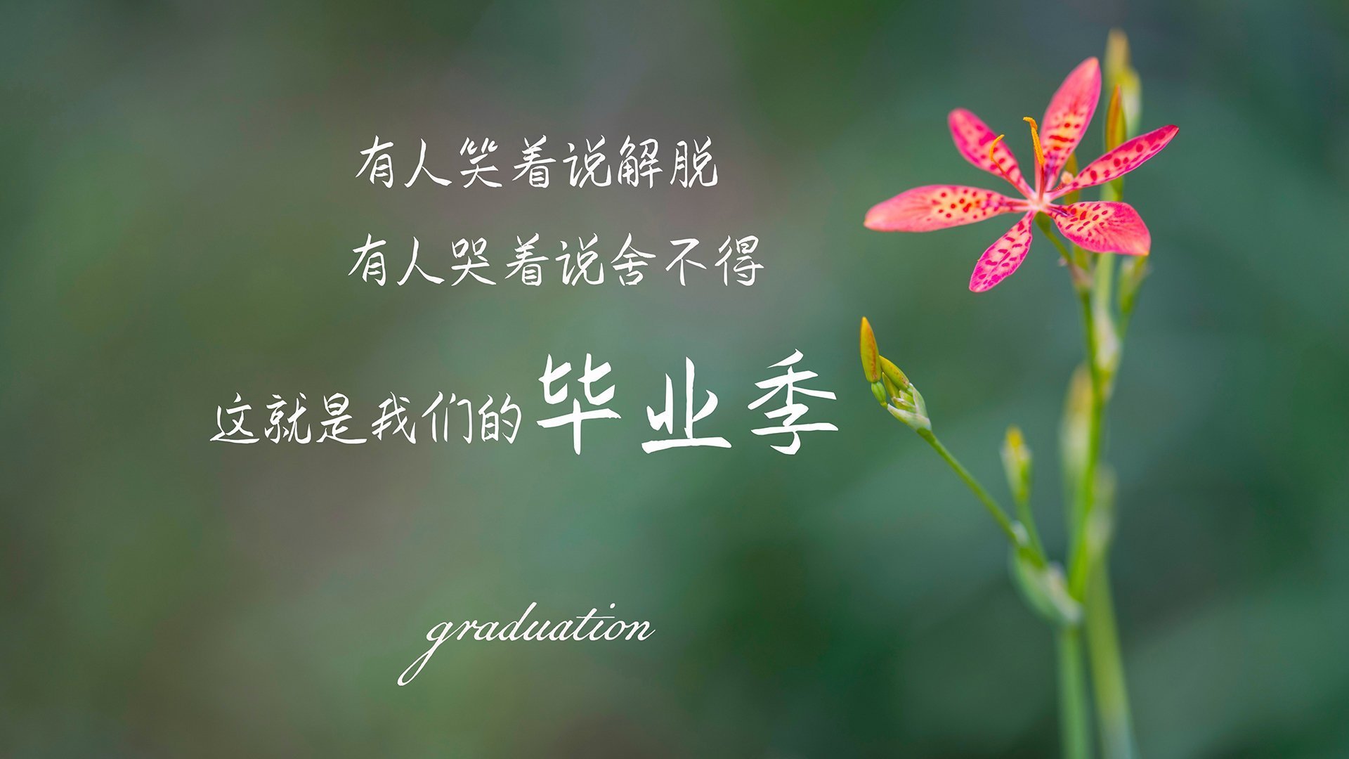 迷雾中的一击，2026世界杯D组，当罗马尼亚的完美风暴吞噬葡萄牙，凯恩完成历史性绝杀